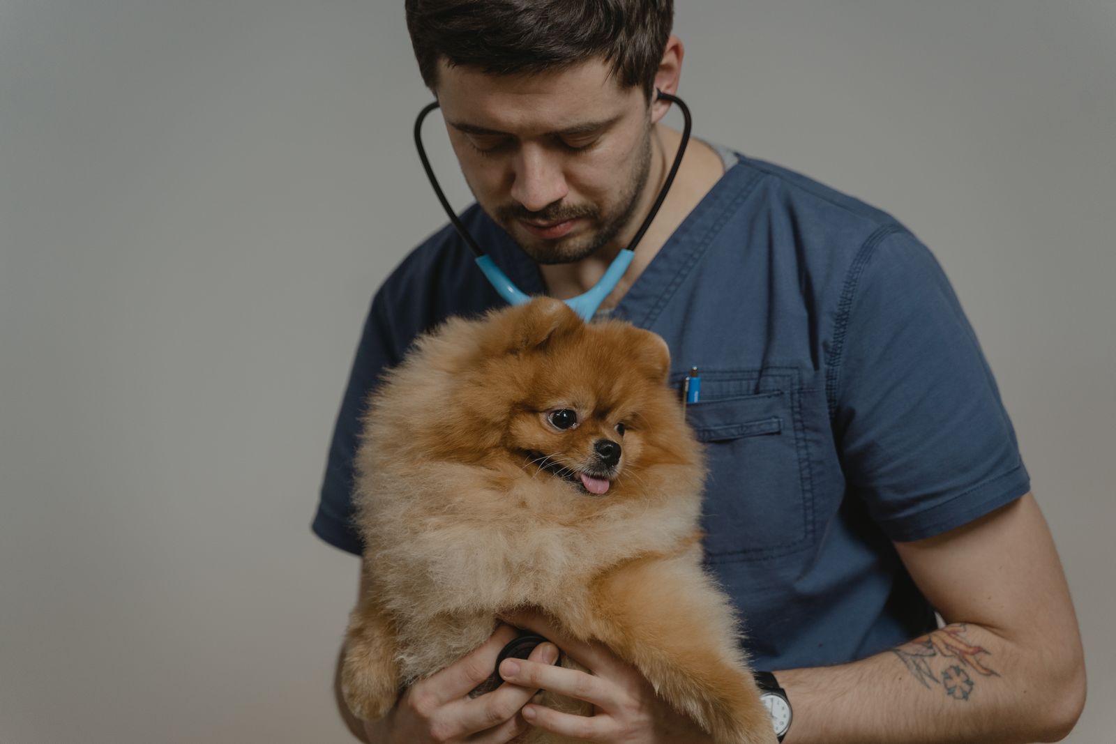 Veterinario visita un cane in clinica (immagine dimostrativa)